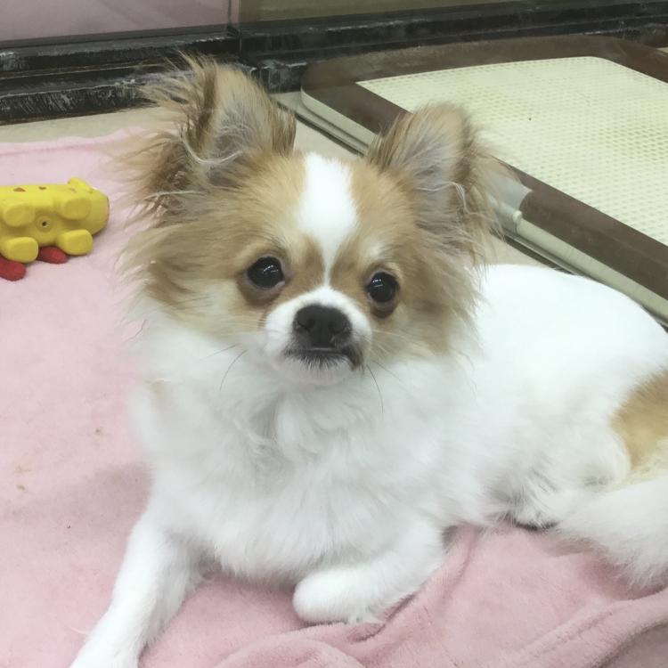 animal_image