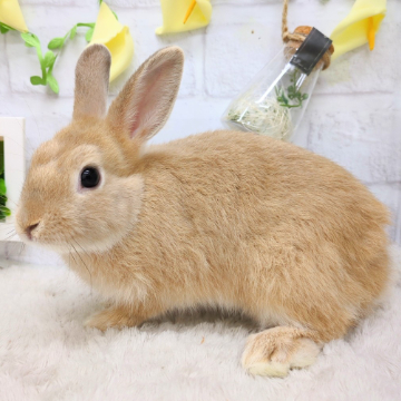animal_image