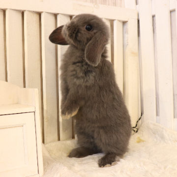animal_image