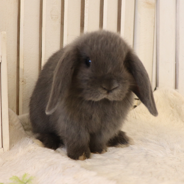 animal_image
