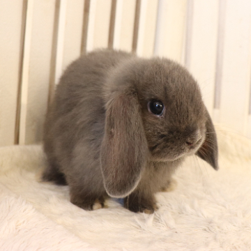 animal_image