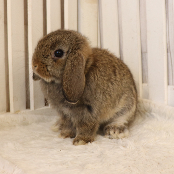 animal_image