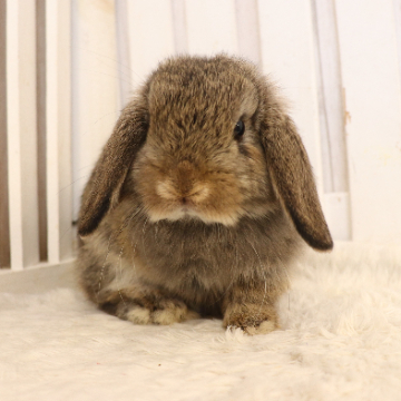 animal_image