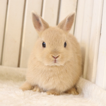 animal_image
