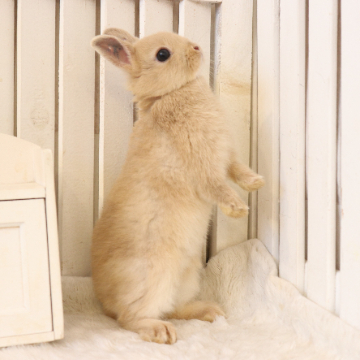 animal_image