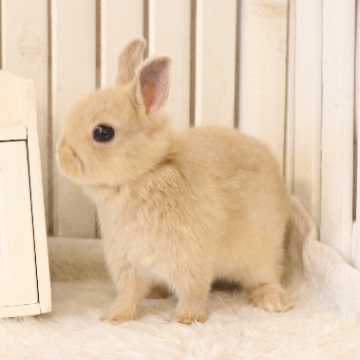 animal_image