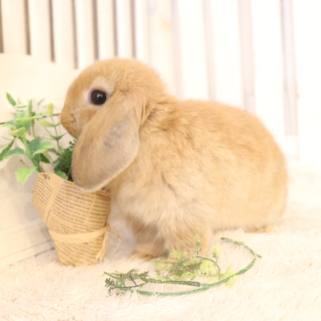 animal_image