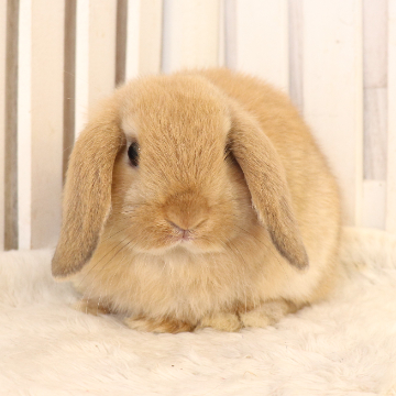 animal_image