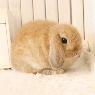 animal_image