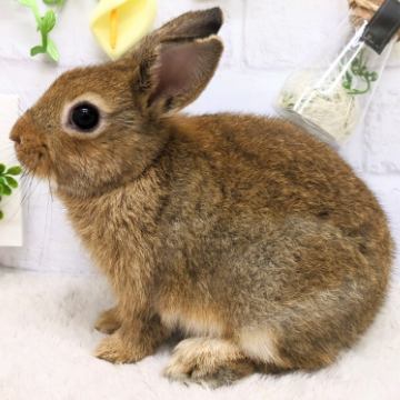 animal_image