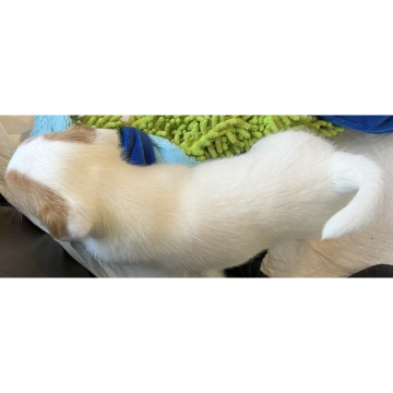 animal_image