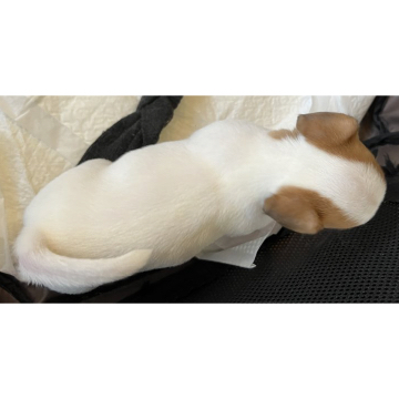 animal_image