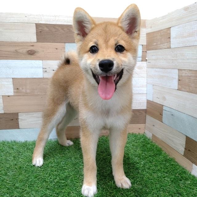 ワンニャンハウス ディオワールド 草津店の柴犬の詳細【ハローべいびぃ】