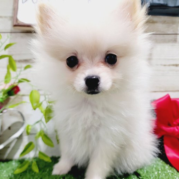 animal_image