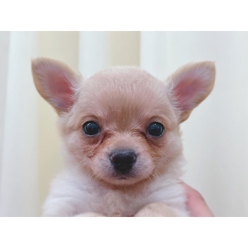 animal_image