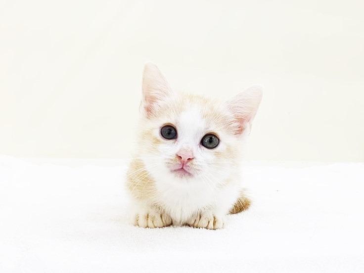 animal_image