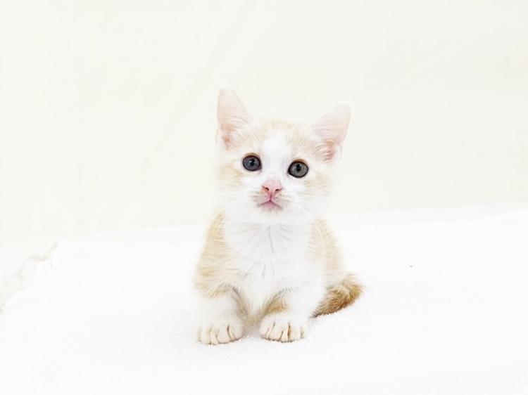animal_image