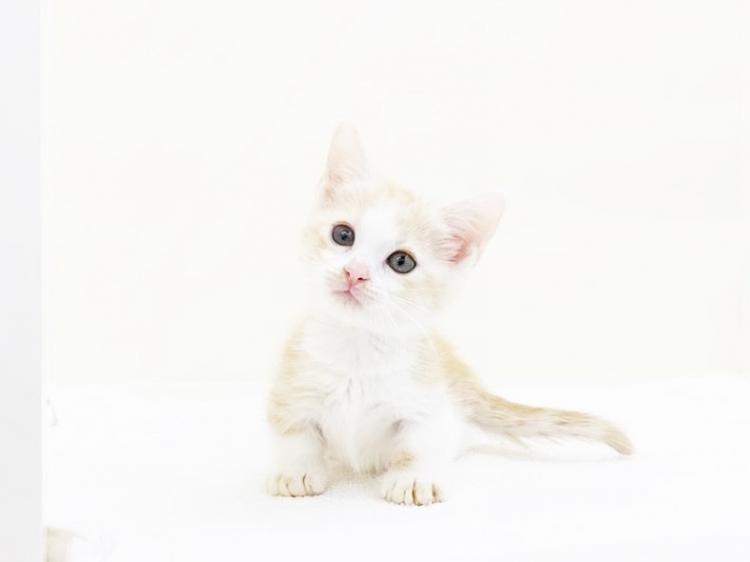 animal_image