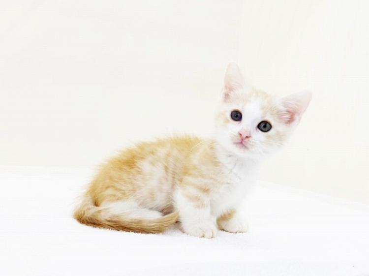 animal_image