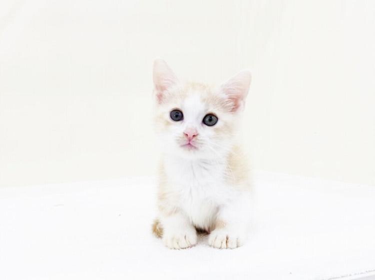 animal_image