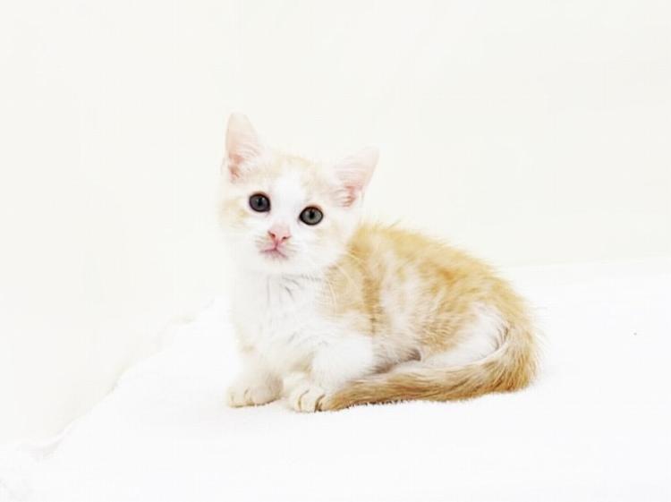 animal_image
