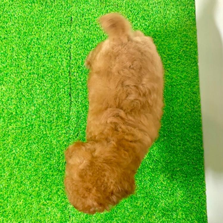 animal_image