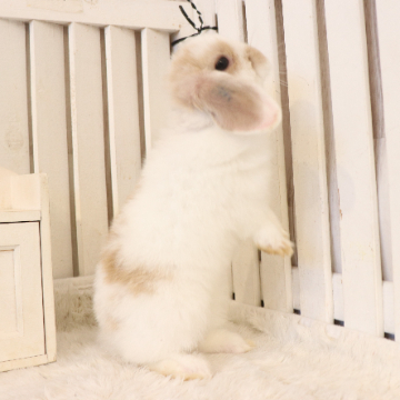 animal_image