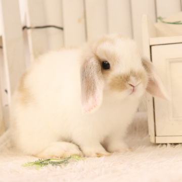 animal_image
