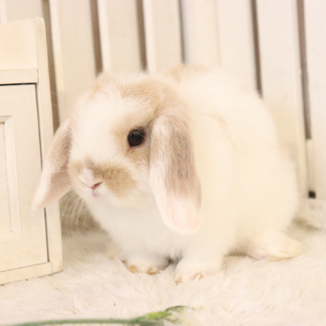 animal_image