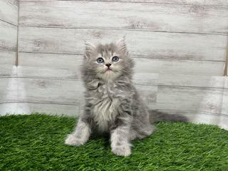 animal_image