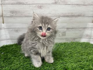 animal_image
