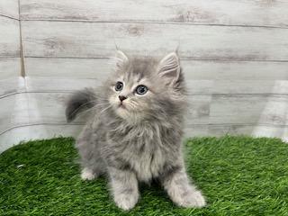 animal_image