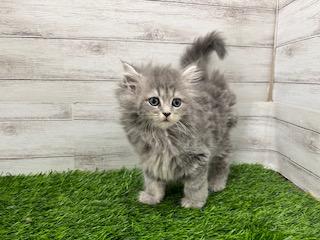 animal_image