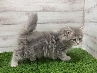 animal_image
