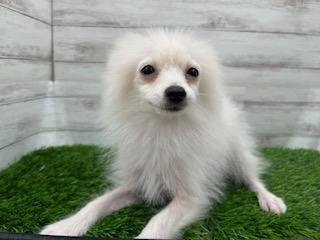 animal_image