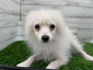 animal_image
