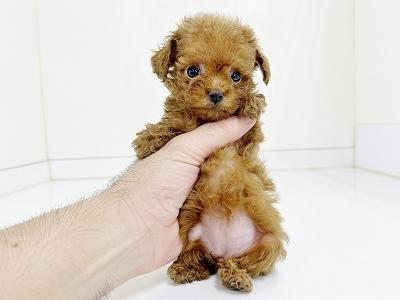 animal_image