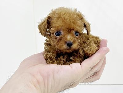 animal_image