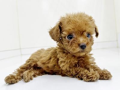 animal_image