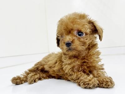 animal_image