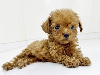 animal_image