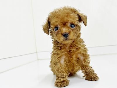 animal_image