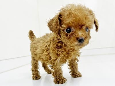 animal_image