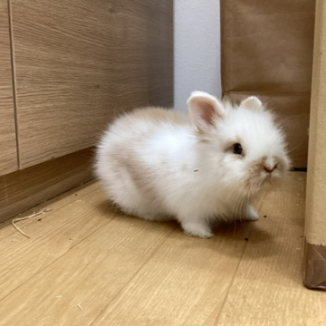 animal_image