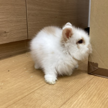 animal_image