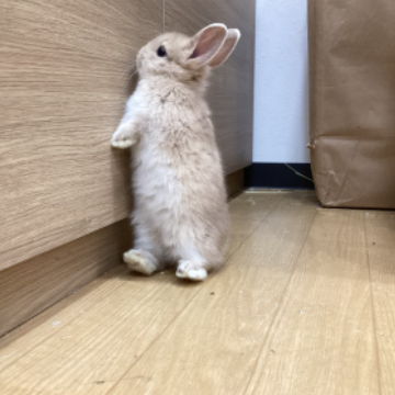 animal_image