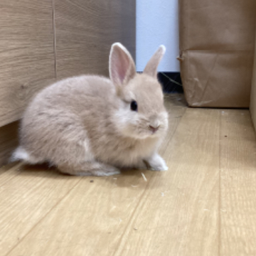 animal_image