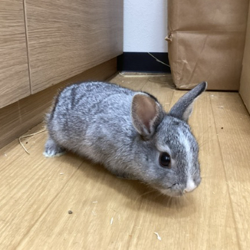 animal_image