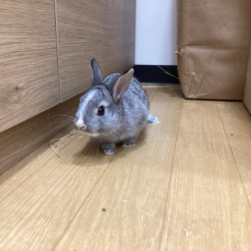 animal_image