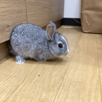 animal_image